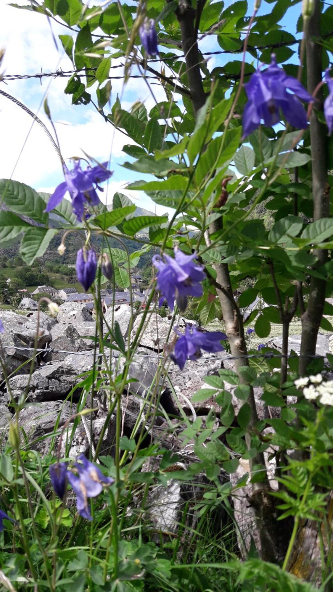 Chambres D'Hotes L'Astazou Gavarnie Εξωτερικό φωτογραφία
